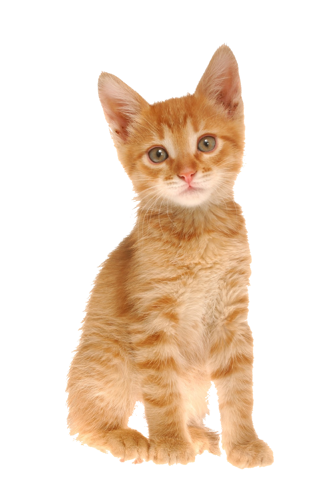 Orange Tabby Cat